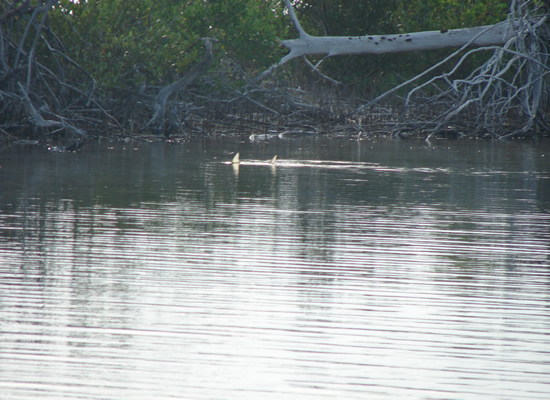 Tailing Bonefish